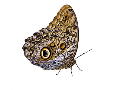 brown and white moth thumbnail