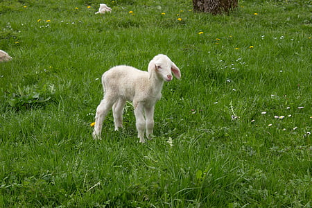 white kid standing on grass thumbnail