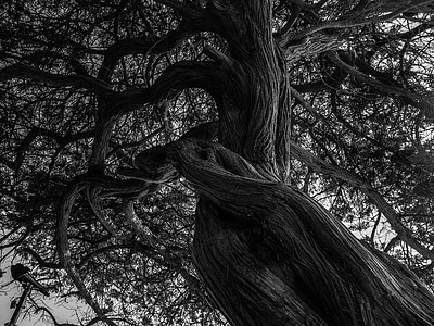 close-up photo of tree thumbnail