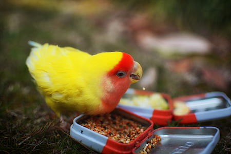 yellow and red bird eating on lawn thumbnail