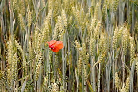 selective focus photo of red poppy flower on white wheat field thumbnail