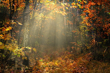 sunrise rays over brown leaf tree thumbnail