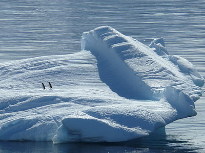 penguins ice stone thumbnail