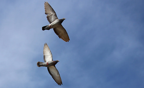 two rock dove flying thumbnail