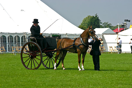 man sitting on horse carriage thumbnail