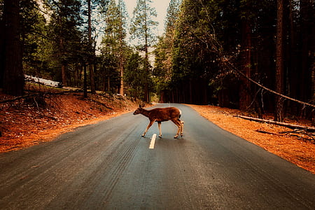 brown deer standing in middle of asphalt road thumbnail