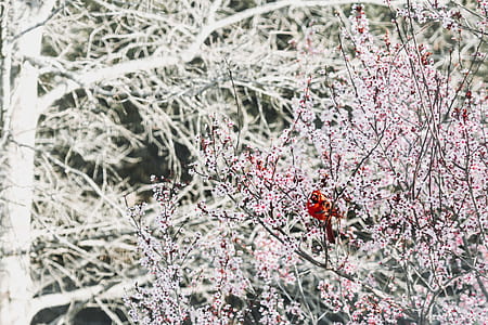 red cardinal bird on tree during daytime thumbnail