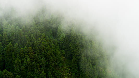 green tree surrounded by fogs thumbnail