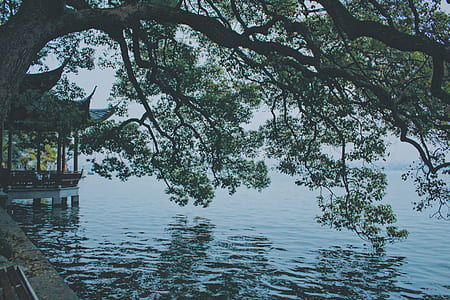green tree near sea thumbnail