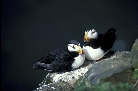 close-up photo of two puffins on gray stone thumbnail