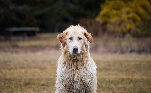 adult golden retriever on focus photo thumbnail