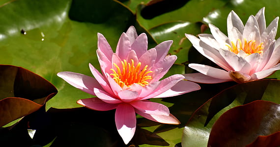 pink flowering plant thumbnail