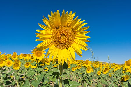 sunflower field under clear blue sky at daytime thumbnail