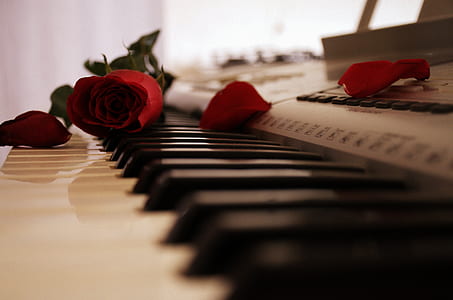 photo of red rose on electronic keboard thumbnail