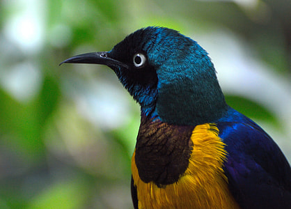 selective focus photography of starling bird thumbnail