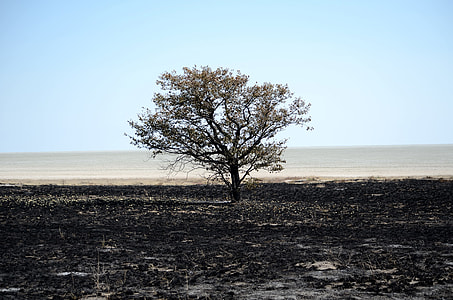 green leaf tree on desert thumbnail