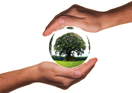 green tree on crystal ball in human palm thumbnail