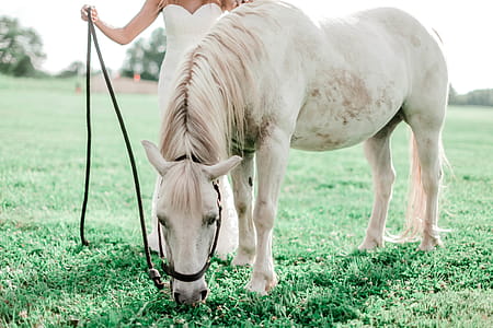 Woman Holding Horse Reigns thumbnail
