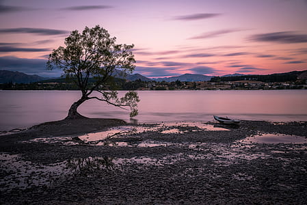 landscape photo of tree in front of body of water thumbnail