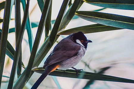closeup photo of black short beak bird thumbnail