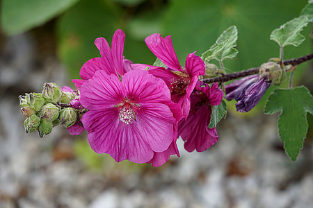 purple Malva flower thumbnail