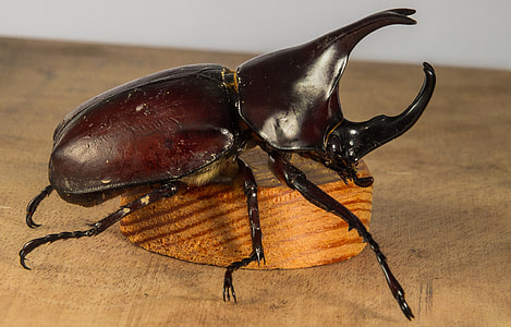 Tropical Beetles, Rhinoceros Beetle thumbnail