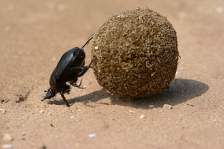black dung beetle on sand during daytime thumbnail