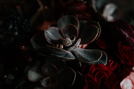 silver-colored ring on top of black-and-red succulent plant in the middle of red rose flower bouquet thumbnail