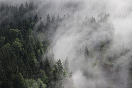 green pine trees thumbnail