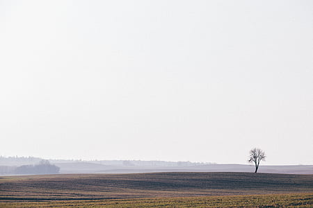landscape photography of flower field thumbnail
