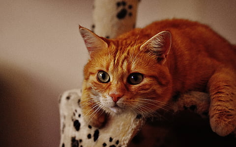 short-fur orange cat thumbnail