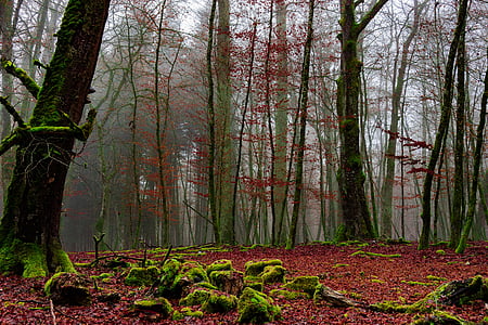 woods under cloudy sky thumbnail