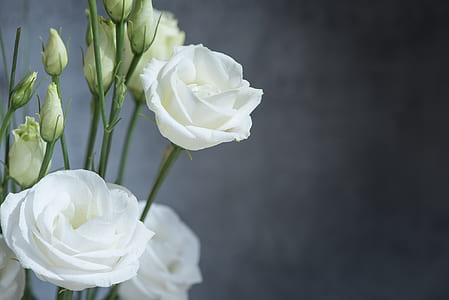 white lisianthus in bloom close-up photo thumbnail