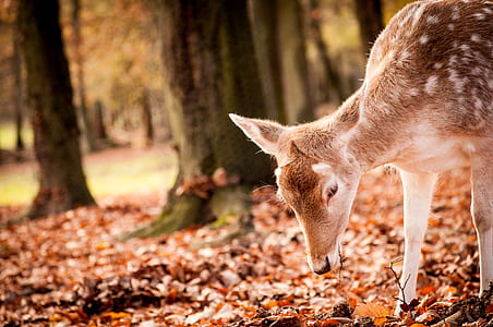 deer eating grass thumbnail