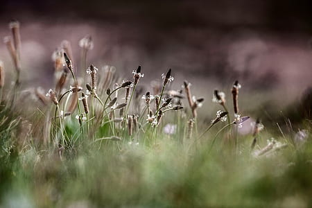 selective focus photography of brown and white petaled flowers at daytime thumbnail