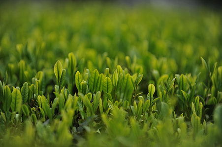 selective focus photography of green plants thumbnail