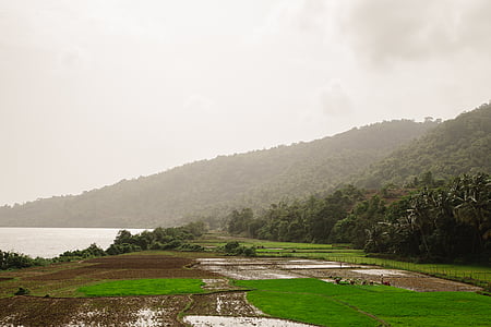 rice field under gray cloudy sky thumbnail