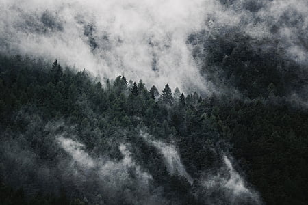 aerial view photography of green forest covered by fog thumbnail