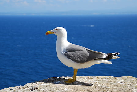 shallow focus photography og seagull thumbnail