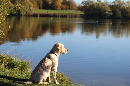 adult yellow Labrador retriever sitting near lake thumbnail