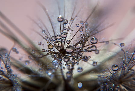 pollen with dewdrops thumbnail