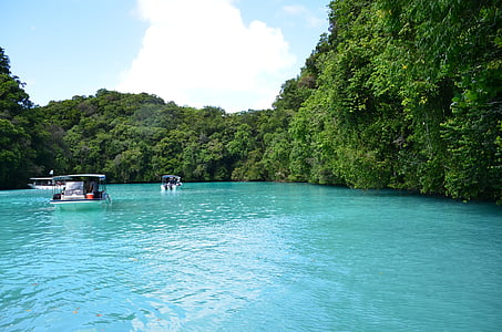 body of water surrounded by green leaf trees thumbnail