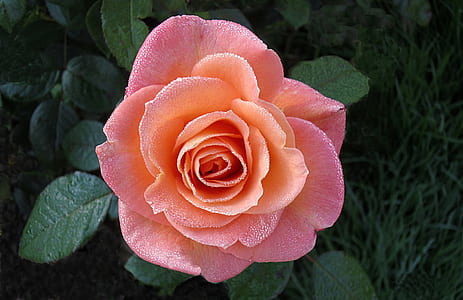 close-up photo of pink rosa flower thumbnail