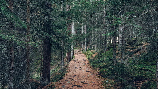 landscape photography of forest trail thumbnail