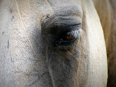 closeup photo of horse head eye thumbnail