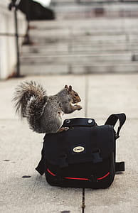 gray squirrel on red and black camera bag on focus photo thumbnail