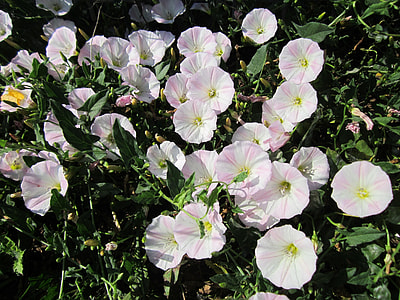Convolvulus Arvensis, Field Bindweed thumbnail