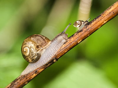 snail on stem thumbnail