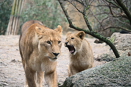lioness and lion cub walking during daytime thumbnail