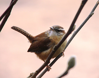 brown bird on willow branch with flowers selective-focus photography thumbnail